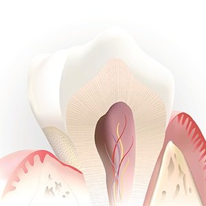Animated inside of a tooth not in need of root canal therapy